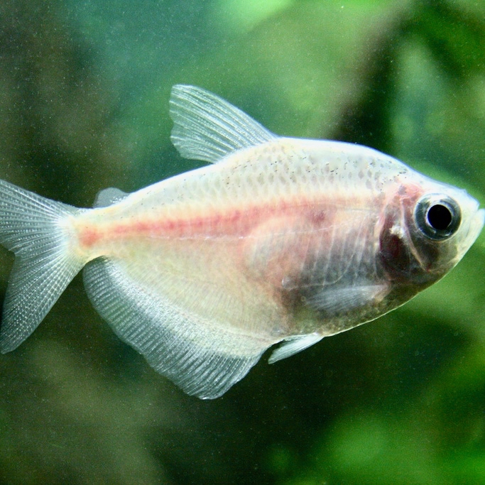 Gymnoc.ternetzi   Zwarte tetra albino M